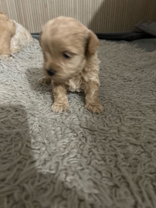 Maltipoo urocza sunia do rezerwacji