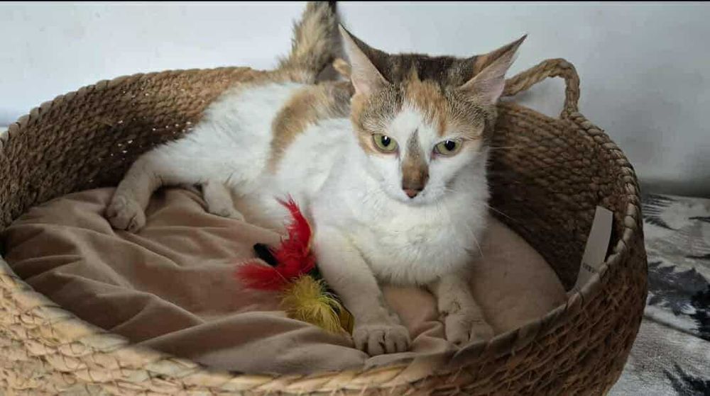 Mirinda - trikolorka do adopcji