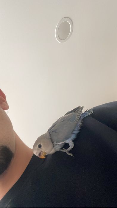 Agapornis azuis domesticados para acabar de criar à mão