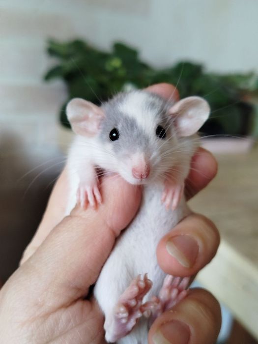 Мальчик. Крысята дамбо