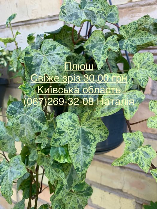 Клеродендрум. Плющ види