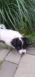 Suczka spaniel kontynentalny papillon