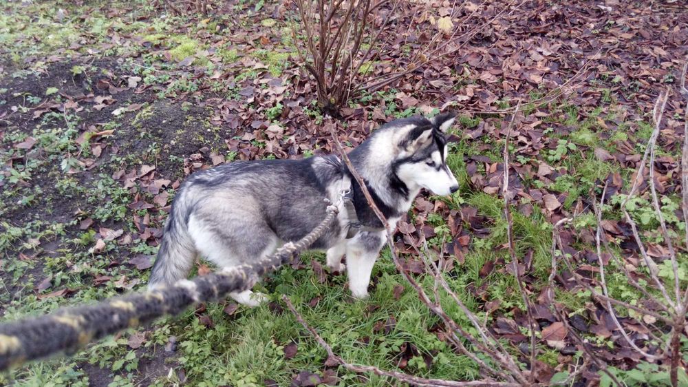 Husky-szczeniak suczka