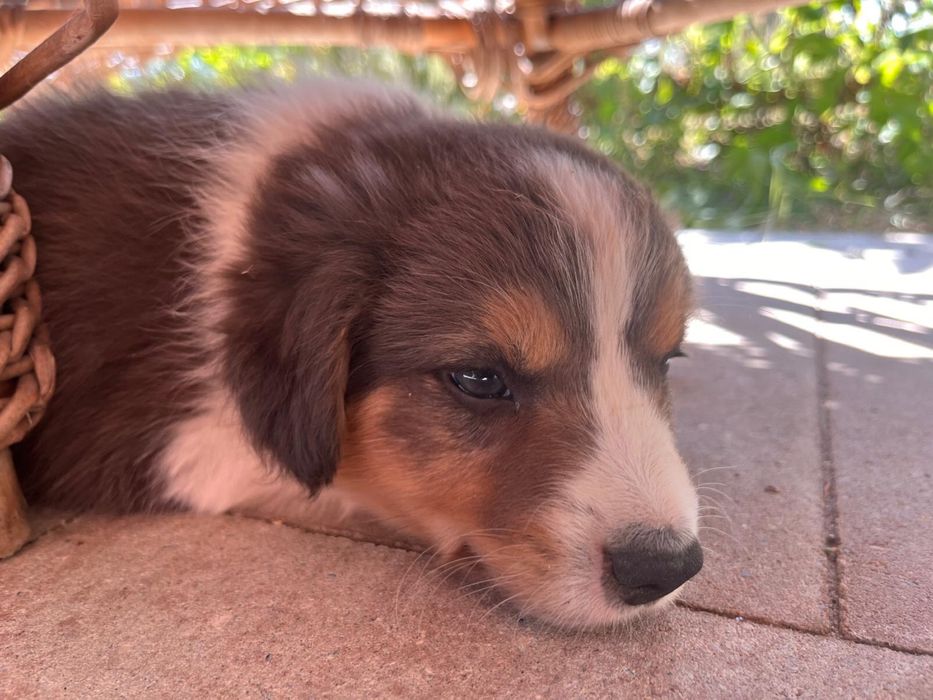 Border Collie czarno bialy/badania gen/ gotowy do odbioru