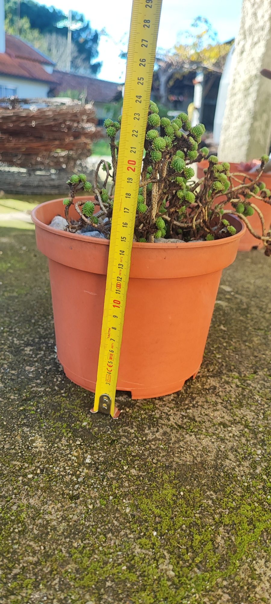 Planta suculenta