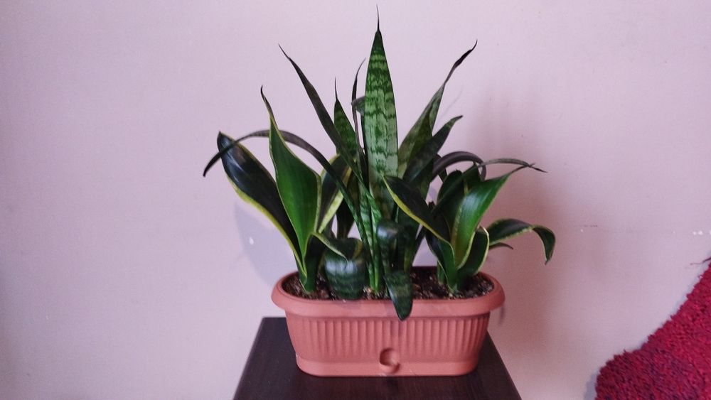Продам сансевьерию