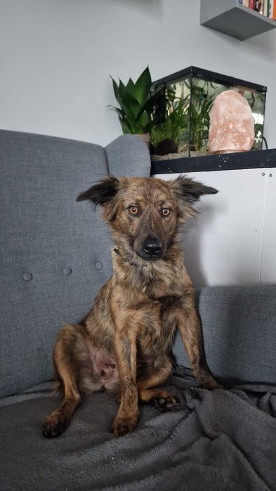 Elora, nieduża, śliczna i miła suczka do adopcji