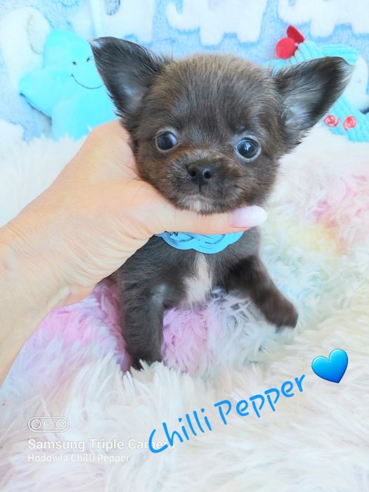 Długowłosy BLUE niebieski samczyk chihuahua MINI