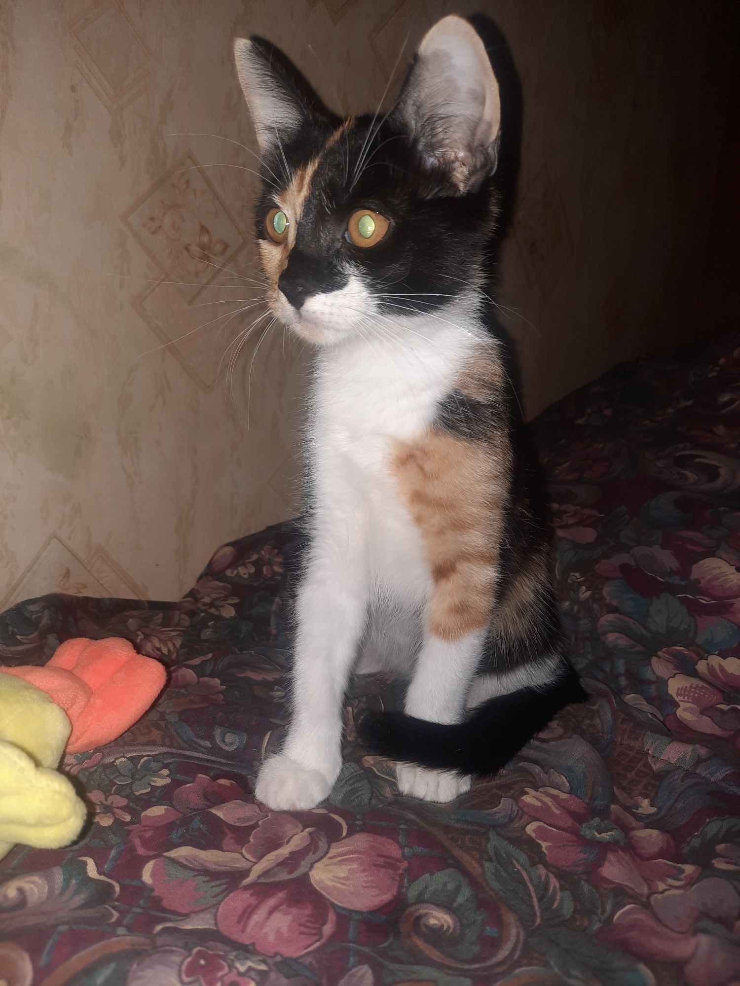 Котёнок ищет любящую семью