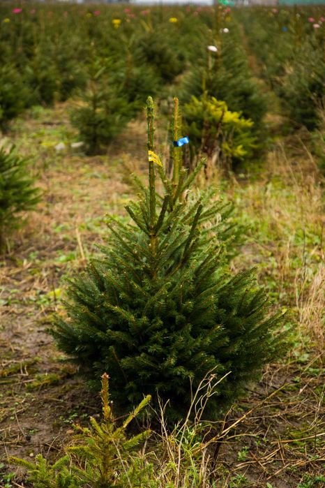 Świerk pospolity kopany z korzeniami - W DONICZCE 70-90cm ŚWIĄTECZNY