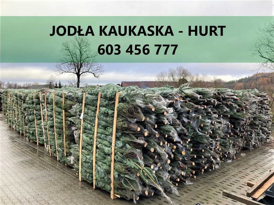 JODŁA KAUKASKA cięta choinki 200-250 cm duże ilości - transport