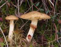 Мицелий Масленка болотного - живая зерновая грибница (семена грибов)