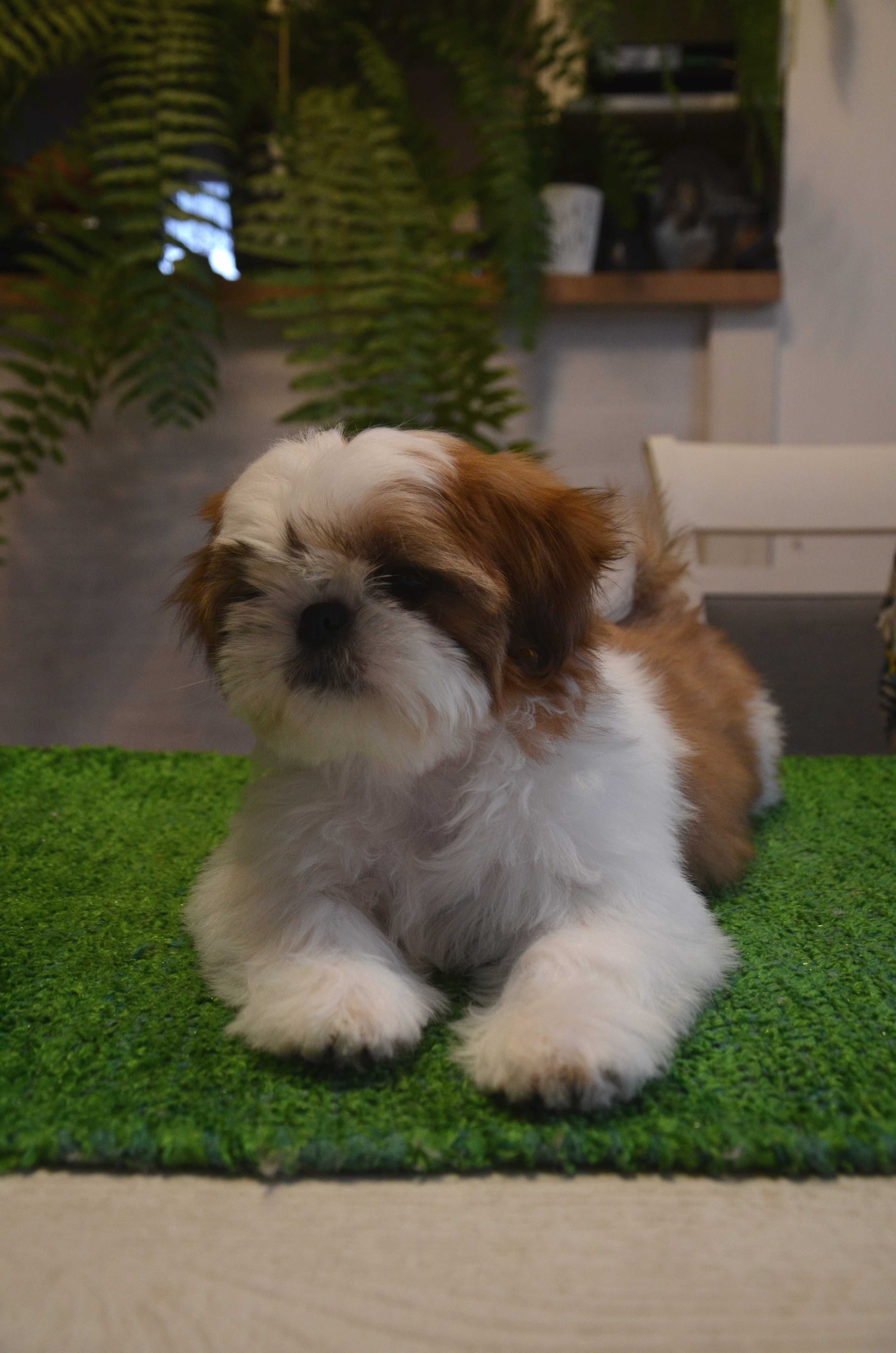 Shih-Tzu śliczna suczka z rodowodem ZKwP /FCI