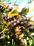 Aronia Darmowa Dostawa Polski SUPERFOOD Idealna na soki przetwory