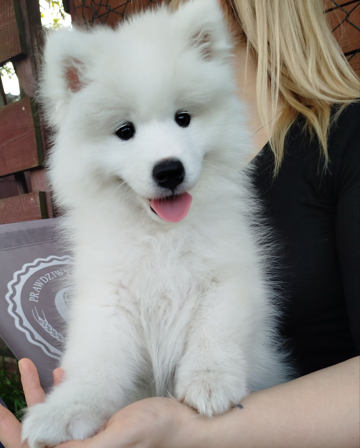 Samoyed suczka już do odbioru