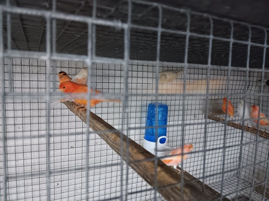 Vendo gaiolas em rede e canários