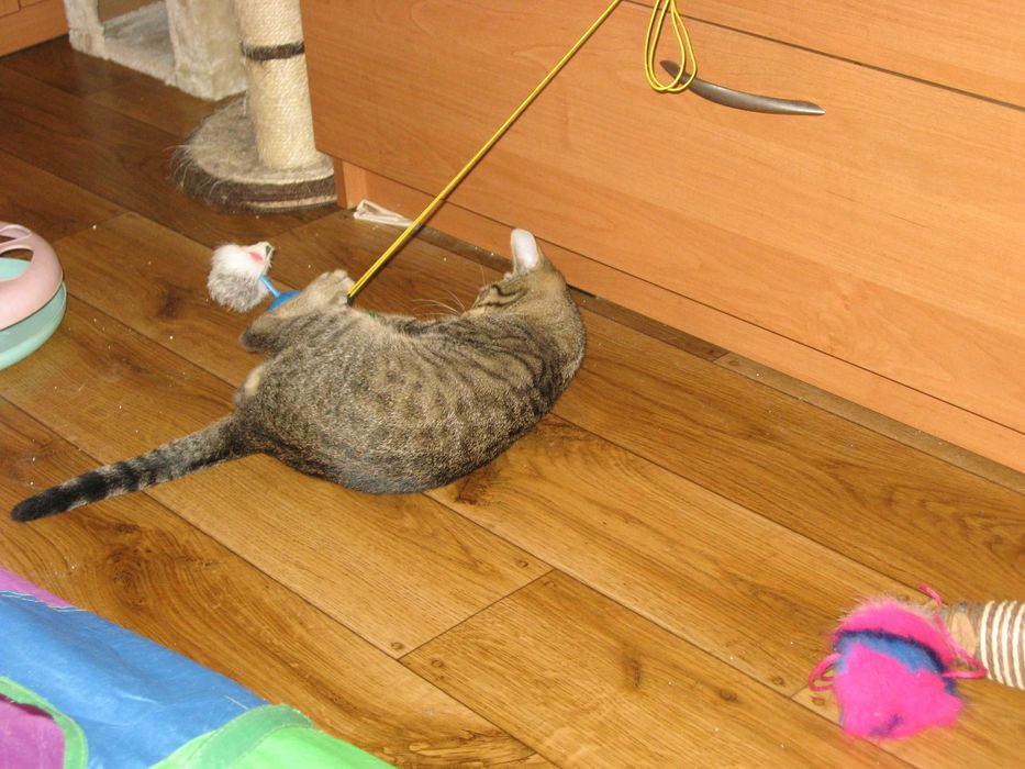 Młodziutki kochany kocurek do adopcji