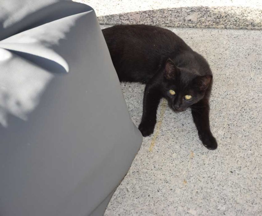 Três gatinhos para doação