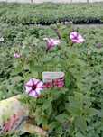 Supertunia Vista wszystkie 15 kolorów piękne duże sadzonki petunia olx