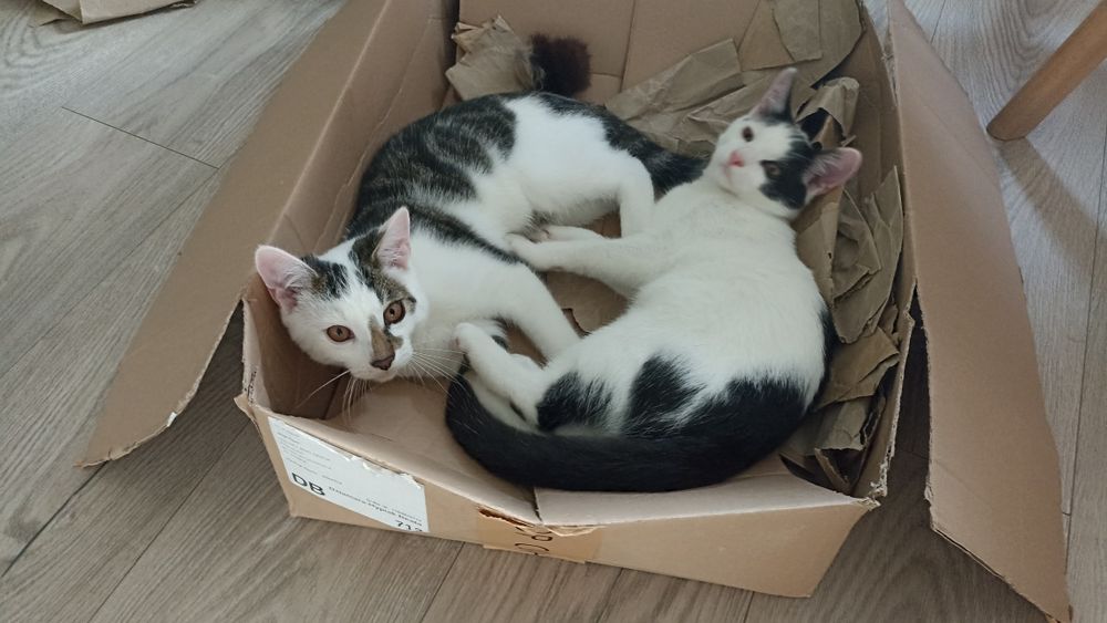 Kocięta szukają domu