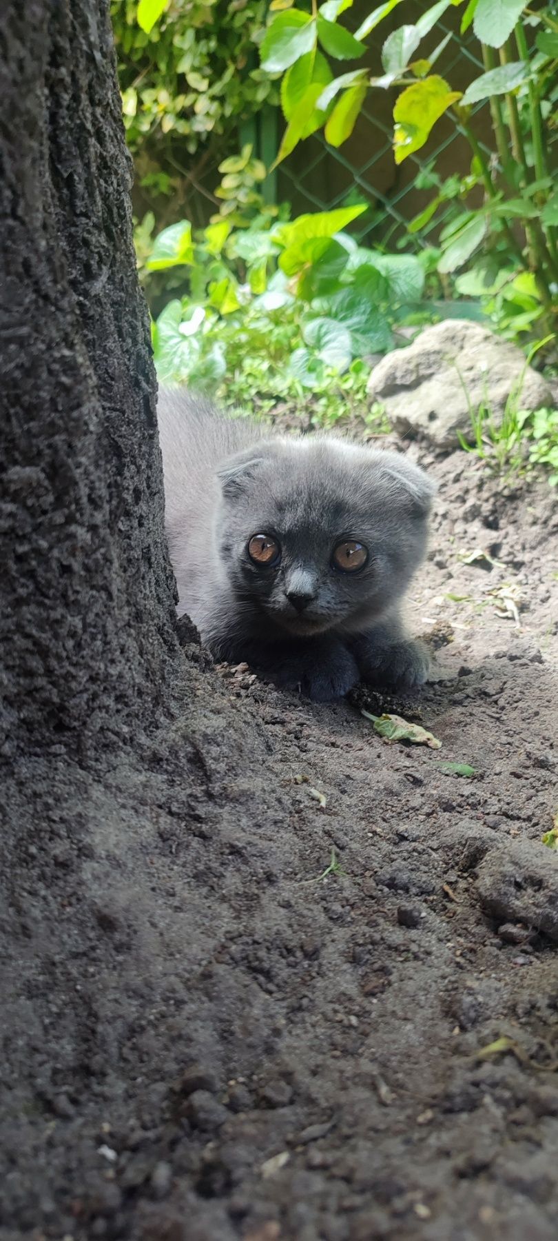 Кошечка вислоухая