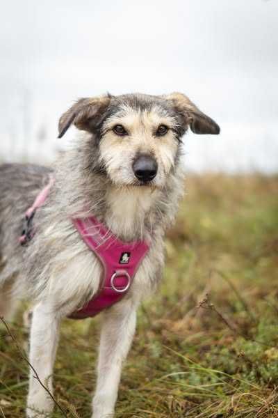 Młody przyjazny i nieduży Forest pilnie szuka domku