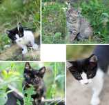 Отдам котят в хорошие руки