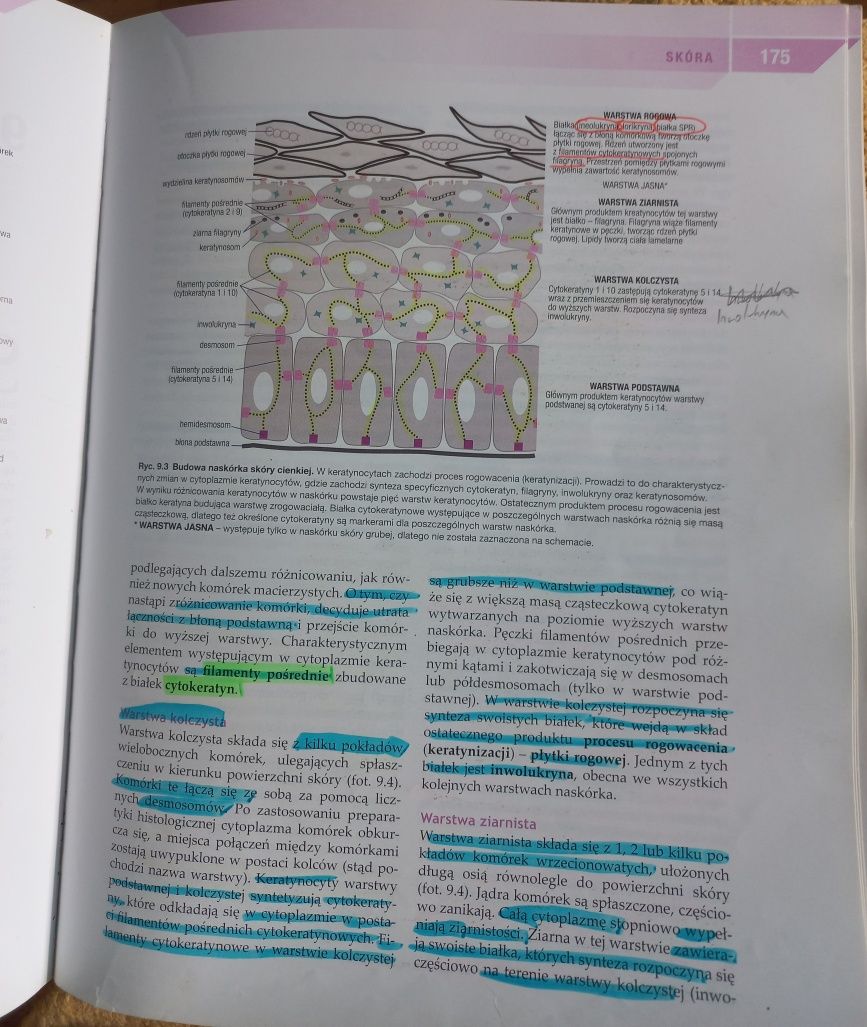 Atlas Sobotta - Histologia, podrecznik- Histologia Zabel