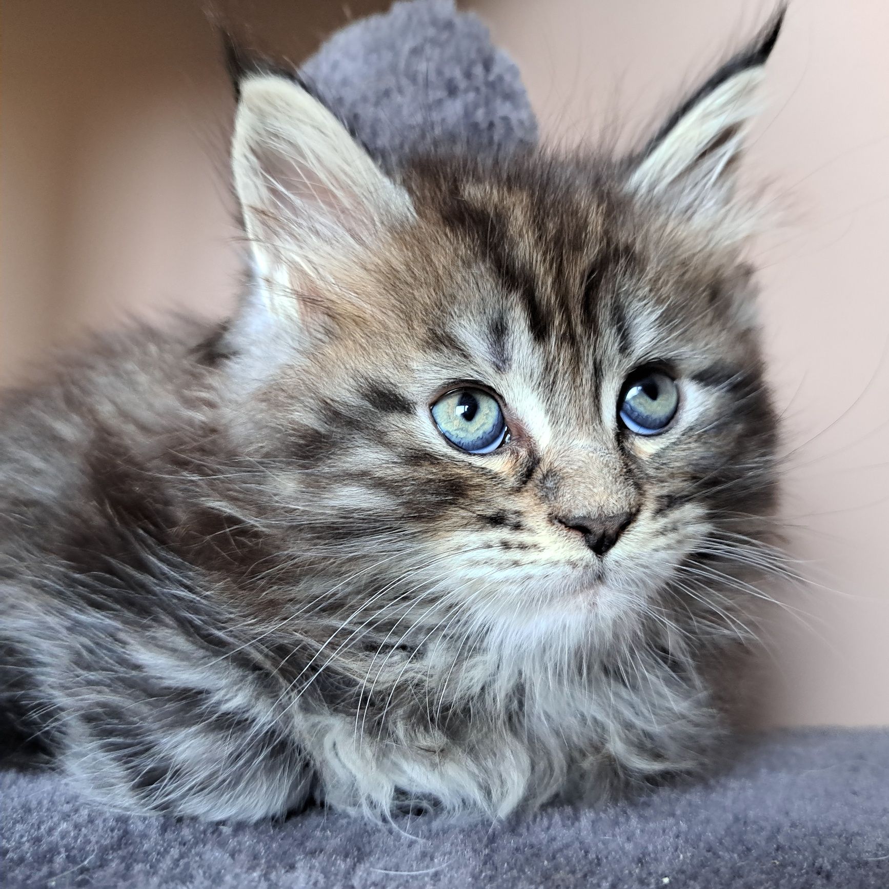 IIianna piękna kotka Maine Coon