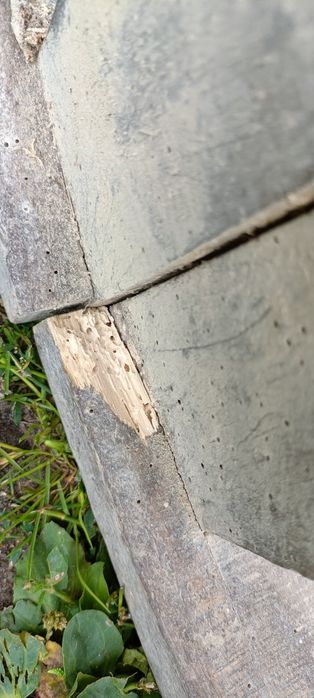 Koło pasowe do sieczkarni. Idealne dla zbieraczy zabytków