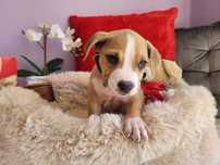 Kochany piesek Amstaff!