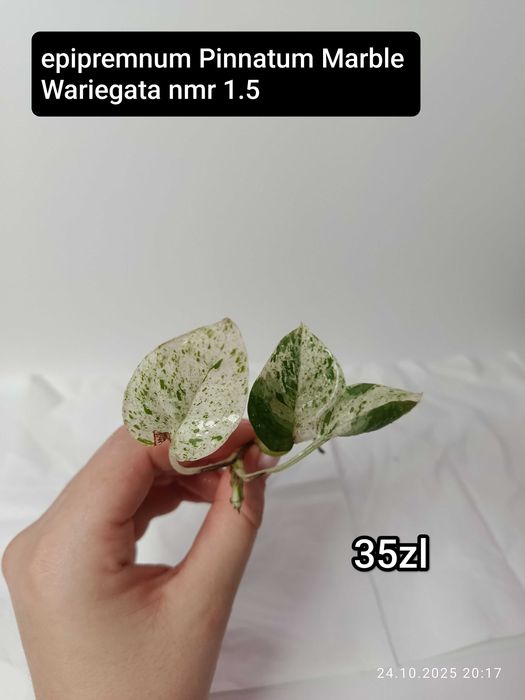 Maria Plants Epipremnum Pinnatum Marble Wariegata peduwki