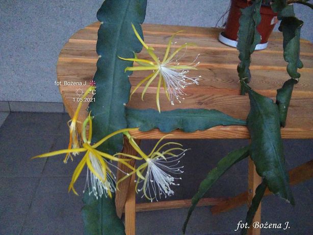 Epiphyllum --- RARYTAS- NOWOŚĆ-- w Polsce mało znane- KAKTUS