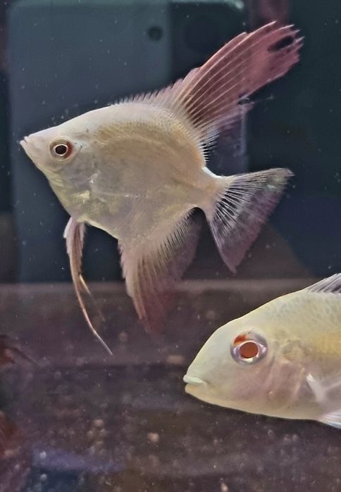 Skalar bulgarian green