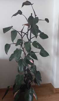 Kwiatek Philodendron   120 cm