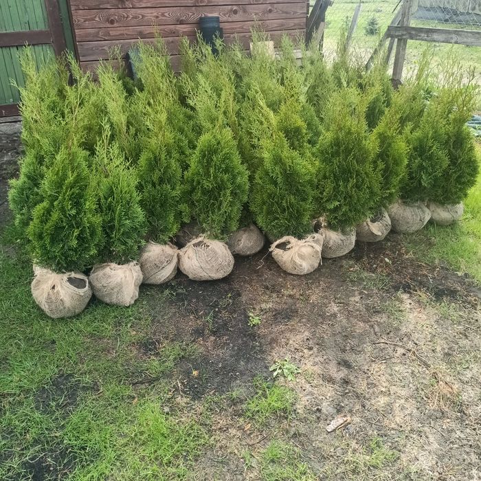 Tuja Szmaragd z gruntu 120cm