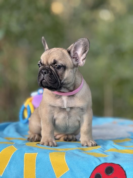 Дівчинка КСУ від батьків Чемпіонів Украіни