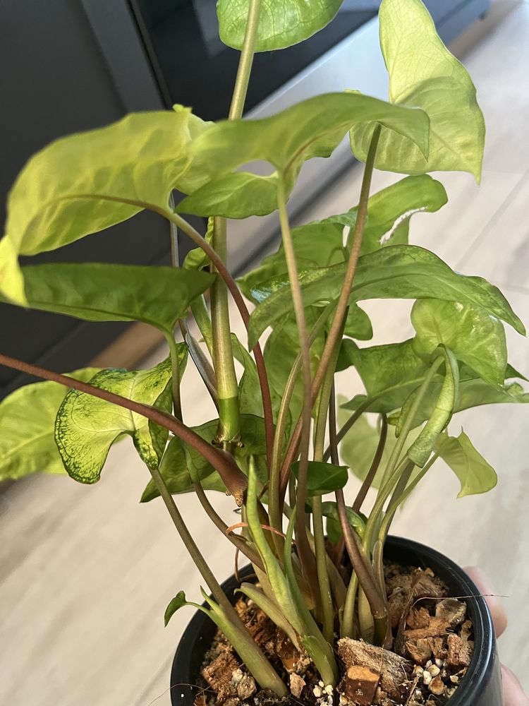 Syngonium, zroślicha