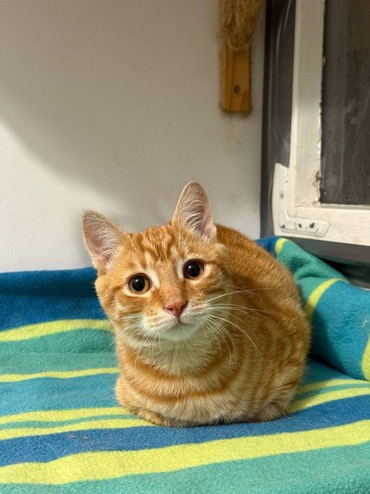 Котёнок, 4 мес, рыжее солнышко ждет своего человека, кому?