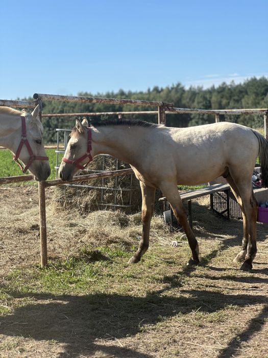 Jeleni odsadek po Bandosie