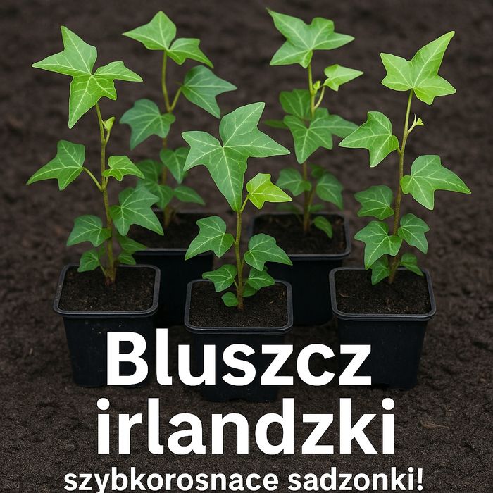 Bluszcz irlandzki nataniej – szybkorosnące sadzonki! Idealny na żywopł