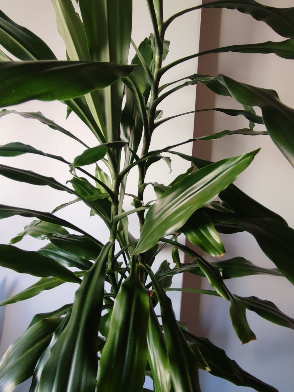 Planta Dracaena alta