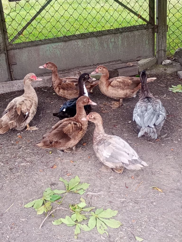 Sprzedam młode kaczki