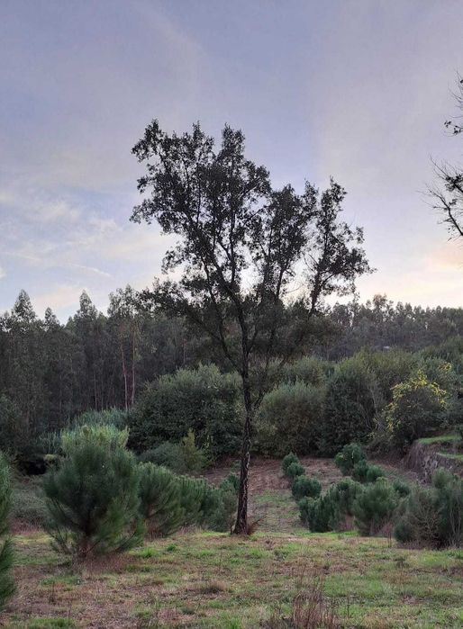 À venda de terreno em Rua Rojão, Vila Nova da Rainha Tondela