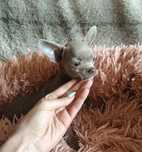 ZAREZERWOWANA Malutka XS liliowa suczka chihuahua gotowa do odbioru