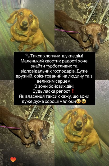 Такса шукає дім!