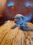 Buldog francuski liliac