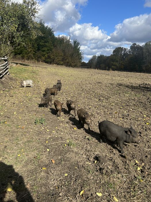 Поросята Вєтнамське+Мангалиця