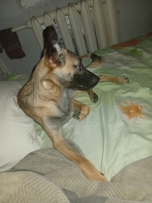 Отдам собаку в хорошие руки