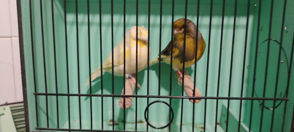 Casal canários Glosters